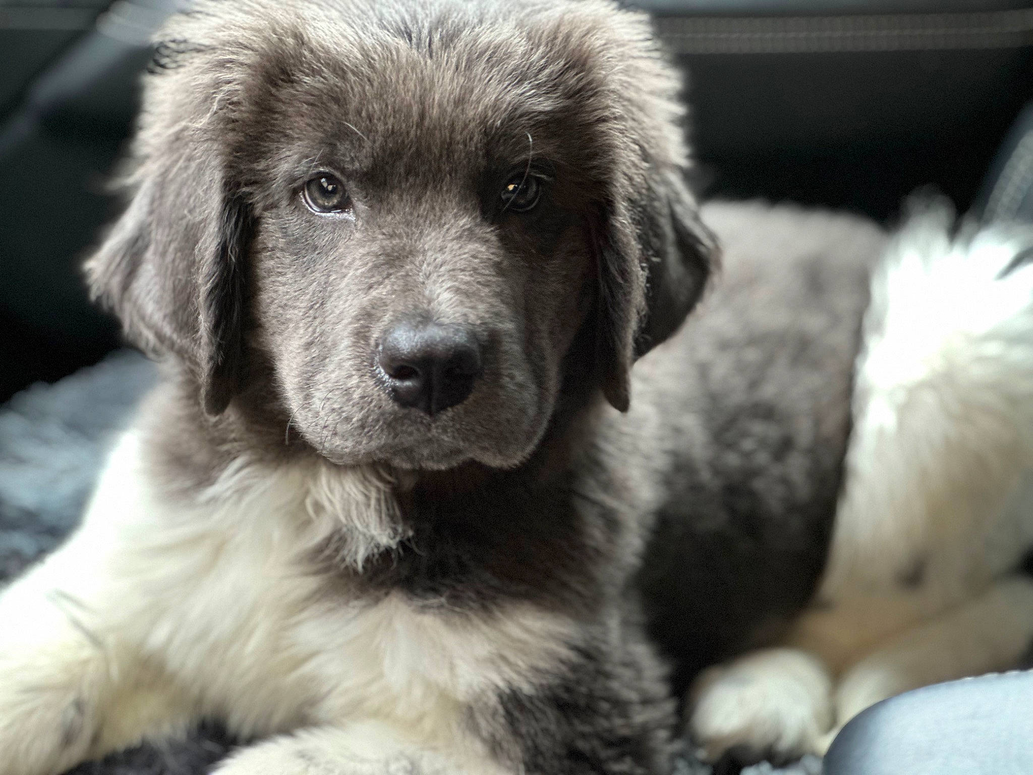 Zeus joined the competition — help win amazing prizes! ancient_dog_breeds, carnivore, close_up, companion_dog, dog, dog_breed, fur, giant_dog_breed, monochrome, monochrome_photography, snout, sporting_group, terrestrial_animal, whiskers, working_animal