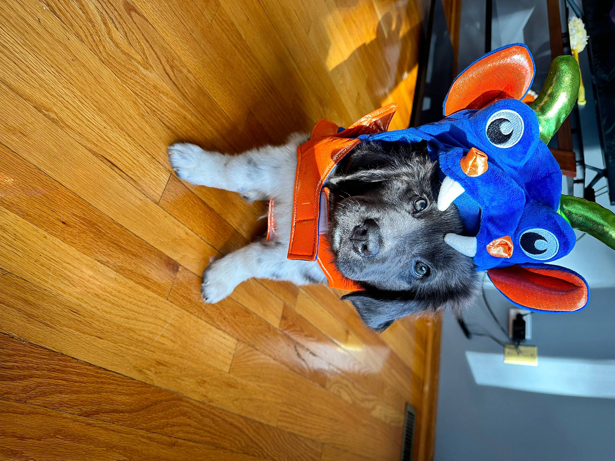 Zeus is registered to the contest to win money with this photo: art, canidae, carmine, carnivore, companion_dog, dog, dog_breed, dog_supply, electric_blue, flooring, hardwood, laminate_flooring, personal_protective_equipment, plank, sporting_group, varnish, wood, wood_flooring, wood_stain, working_animal