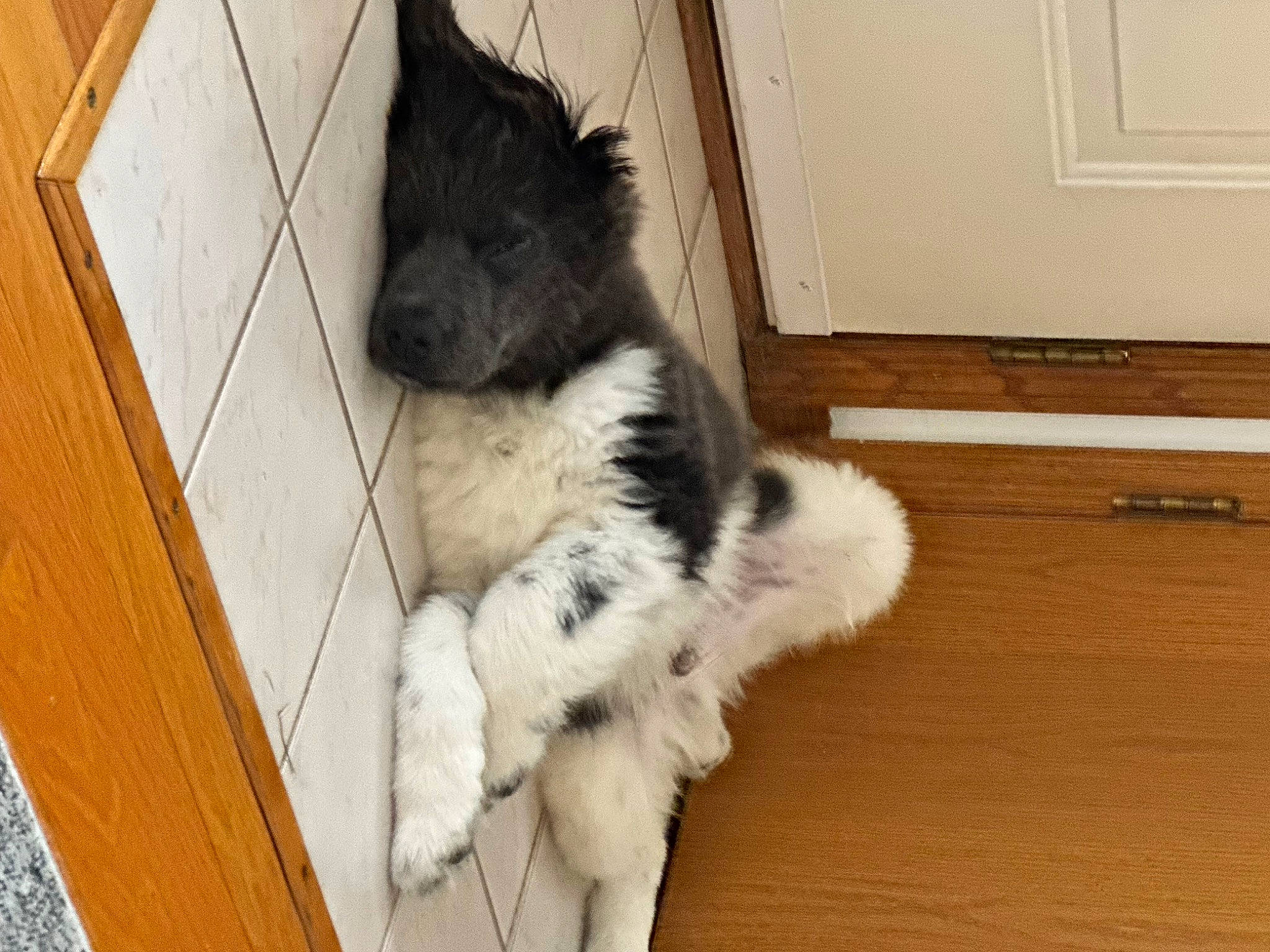 Zeus joined the competition — help win amazing prizes! canidae, carnivore, claw, companion_dog, dog, dog_breed, flooring, foot, fur, hardwood, non_sporting_group, paw, snout, sporting_group, tail, terrier, varnish, wood, working_animal, working_dog