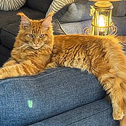 Rudy is registered to the contest to win money with this photo: cat, ginger_cat, maine_coon, fluffy, longhaired, feline, pet, animal, portrait, lounging, lying_down, sofa, couch, blue_fabric, lantern, indoor, living_room, whiskers, pointed_ears, relaxed
