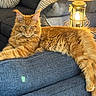 animal, blue_fabric, cat, couch, feline, fluffy, ginger_cat, indoor, lantern, living_room, longhaired, lounging, lying_down, maine_coon, pet, pointed_ears, portrait, relaxed, sofa, whiskers