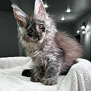 Ziggy is registered to the contest to win money with this photo: kitten, cat, fluffy, gray, ears, golden_eyes, pet, animal, cute, indoor, blanket, knitted, cozy, fur, whiskers, portrait, young, curious, sitting, domestic_cat