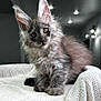 kitten, cat, fluffy, gray, ears, golden_eyes, pet, animal, cute, indoor, blanket, knitted, cozy, fur, whiskers, portrait, young, curious, sitting, domestic_cat