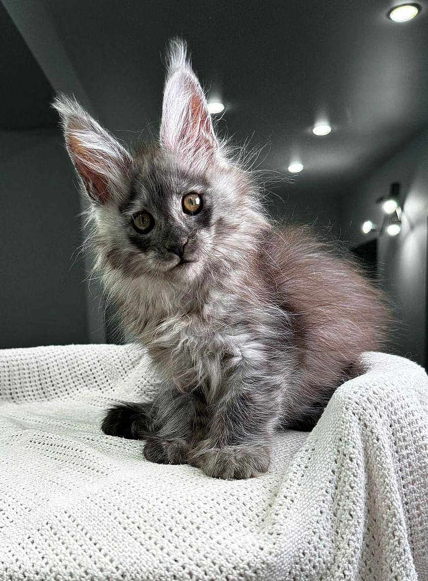 Ziggy is registered to the contest to win money with this photo: kitten, cat, fluffy, gray, ears, golden_eyes, pet, animal, cute, indoor, blanket, knitted, cozy, fur, whiskers, portrait, young, curious, sitting, domestic_cat