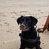 Flechette participe au concours pour gagner de l'argent avec cette photo : beach, canidae, carnivore, dog, dog_breed, hunting_dog, labrador_retriever, patterdale_terrier, plant, sand, sea, sporting_group