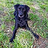 Flechette a rejoint le concours — aidez-le/la à gagner de superbes lots ! beagador, borador, canidae, carnivore, dog, dog_breed, field_trial, flat_coated_retriever, grass, hunting_dog, labrador_retriever, patterdale_terrier, plant, retriever, sporting_group