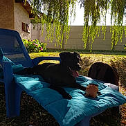 Flechette participe au concours pour gagner de l'argent avec cette photo : furniture, grass, green, lawn, leaf, leisure, outdoor_furniture, plant, reading, shade, sitting, sunlight, tints_and_shades, tree