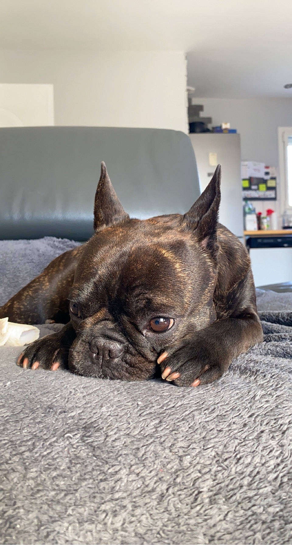 Pepsy participe au concours pour gagner de l'argent avec cette photo : bulldog, canidae, carnivore, comfort, companion_dog, couch, dog, dog_breed, ear, fawn, french_bulldog, fur, non_sporting_group, snout, sporting_group, terrestrial_animal, toy_dog, whiskers, working_animal, wrinkle