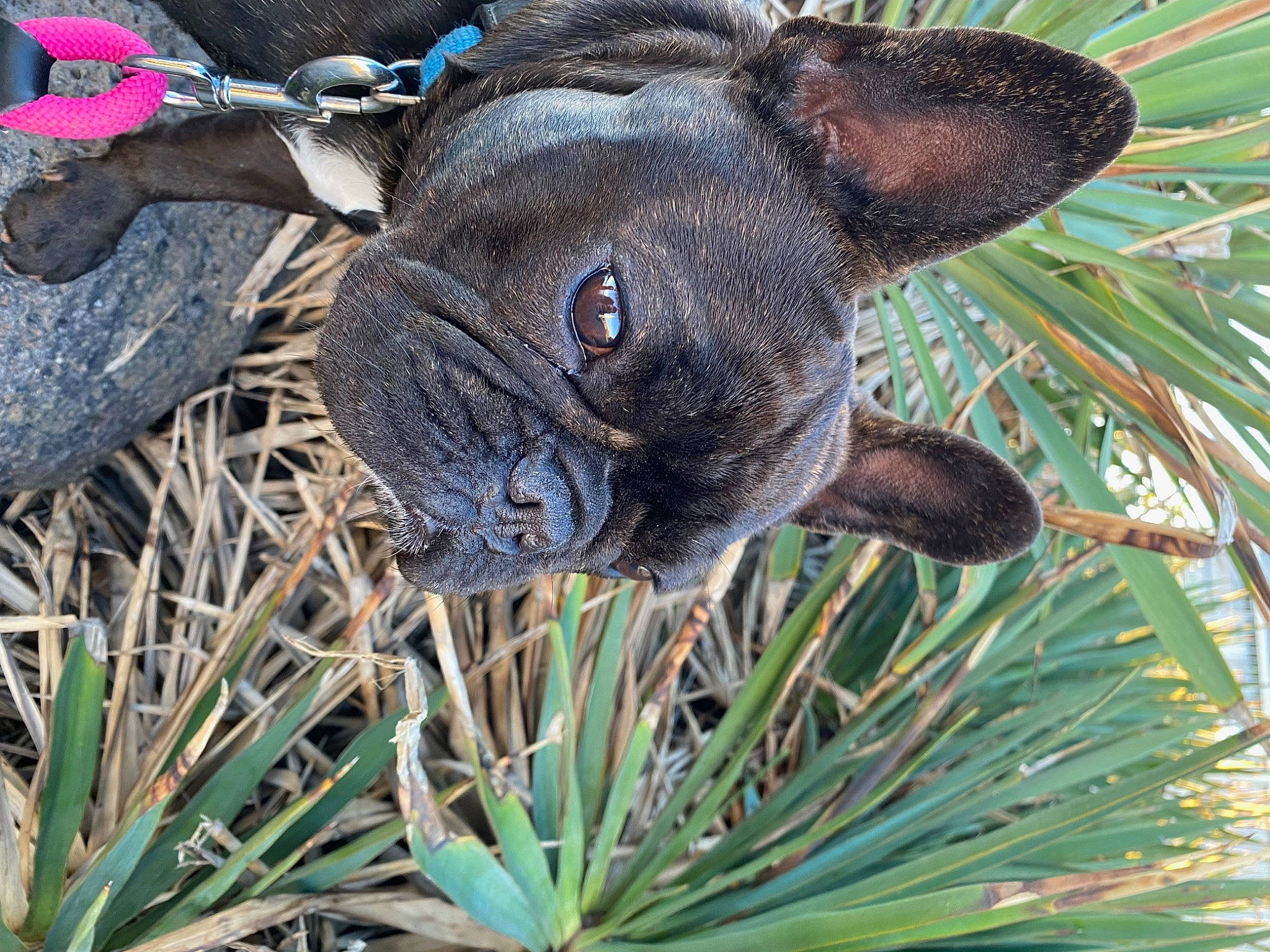 Pepsy participe au concours pour gagner de l'argent avec cette photo : arecales, carnivore, collar, companion_dog, conifer, dog, dog_breed, evergreen, fawn, grass, plant, pug, snout, terrestrial_animal, terrestrial_plant, toy_dog, tree, whiskers, working_animal, wrinkle