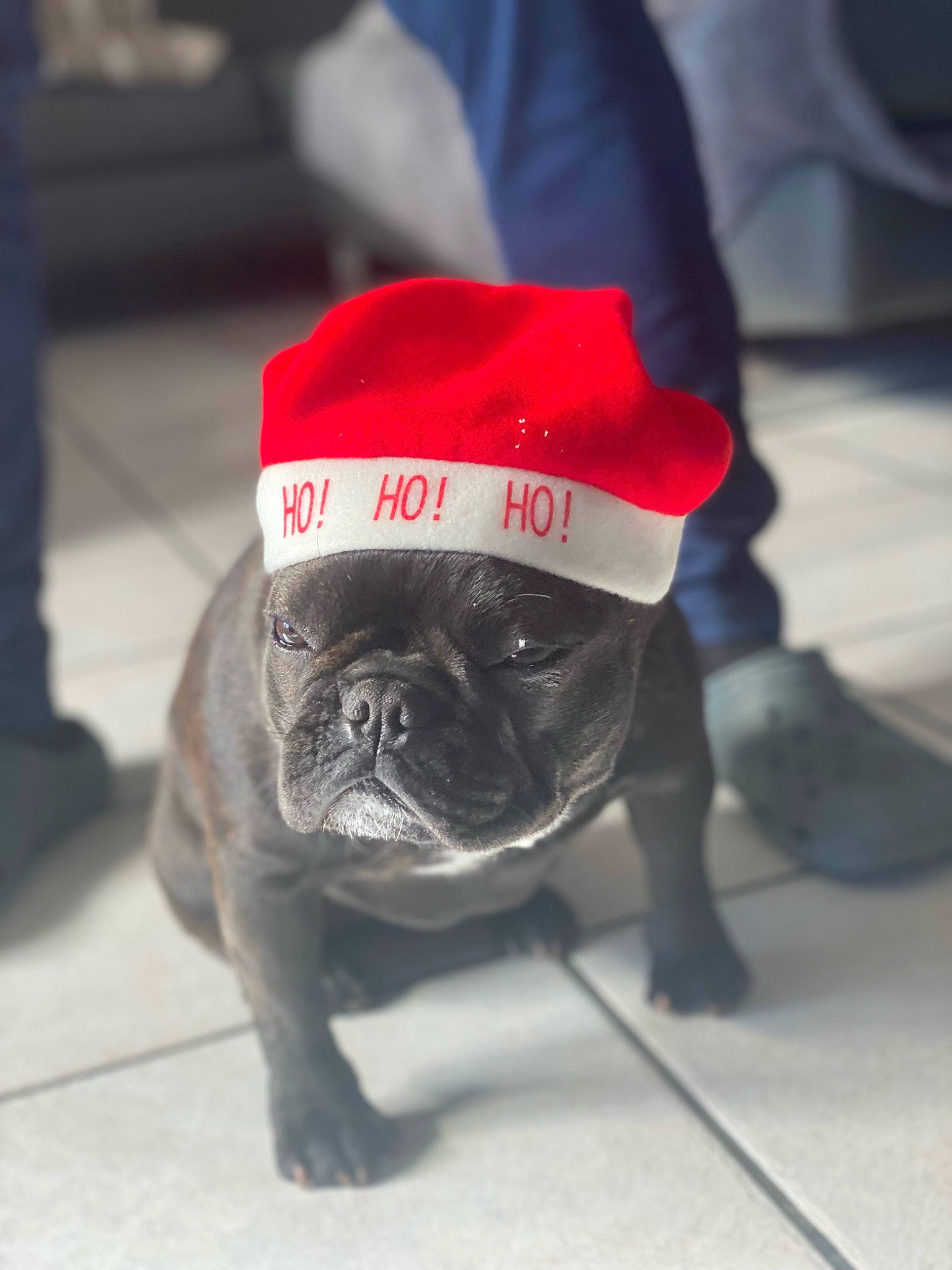 Pepsy participe au concours pour gagner de l'argent avec cette photo : canidae, carmine, carnivore, collar, companion_dog, dog, dog_breed, fawn, flooring, fur, human_leg, leash, non_sporting_group, pet_supply, pug, puppy, snout, sporting_group, toy_dog, wrinkle