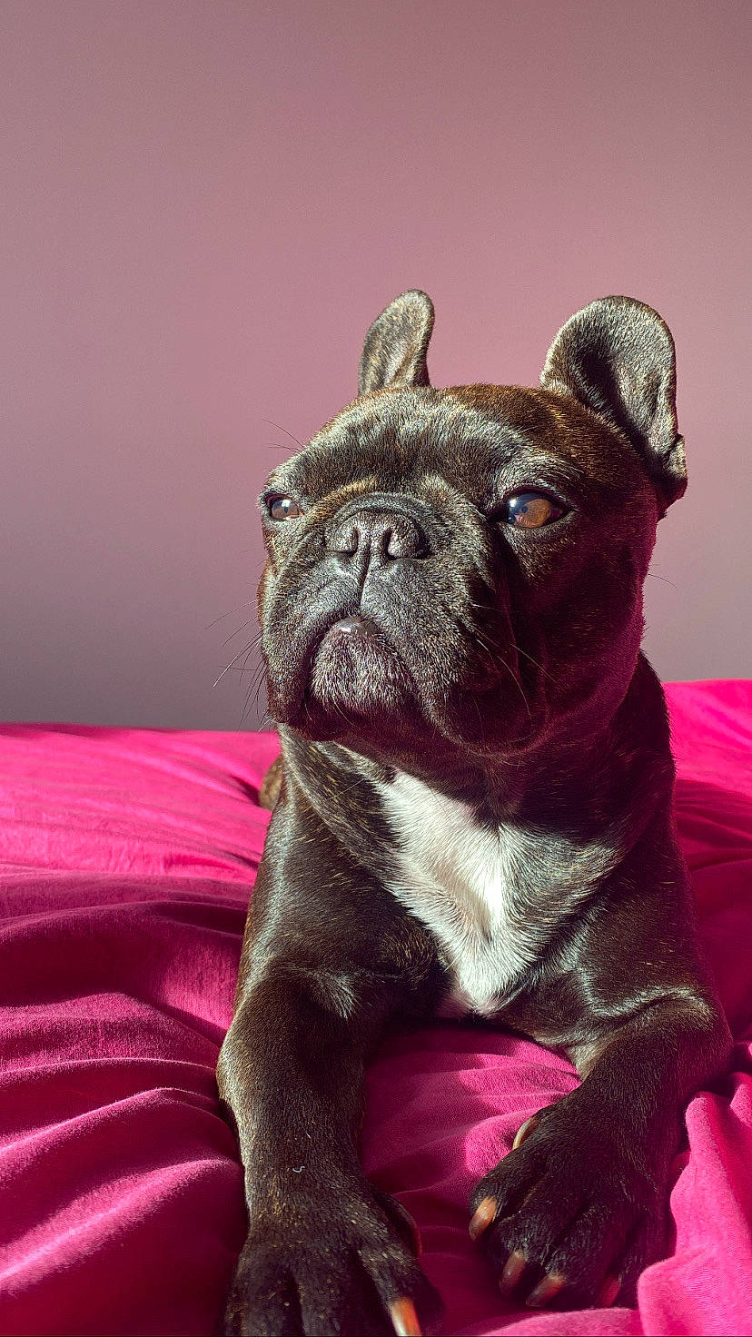 Pepsy a rejoint le concours — aidez-le/la à gagner de superbes lots ! bulldog, canidae, carmine, carnivore, child_art, companion_dog, dog, dog_breed, ear, fawn, french_bulldog, magenta, pink, pug, snout, sporting_group, toy_dog, whiskers, working_animal, wrinkle