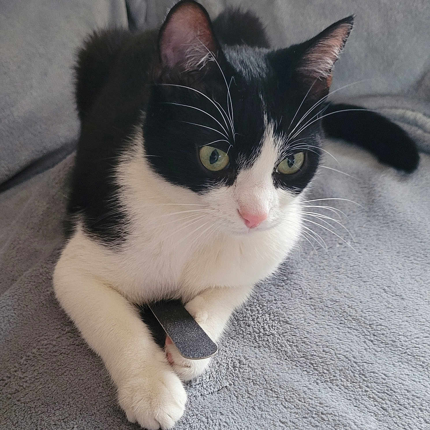 Sushi a rejoint le concours — aidez-le/la à gagner de superbes lots ! animal, black_and_white, blanket, cat, claws, close_up, curious, cute, ears, feline, fur, indoor, nail_file, paw, pet, relaxed, resting, soft_texture, tail, whiskers