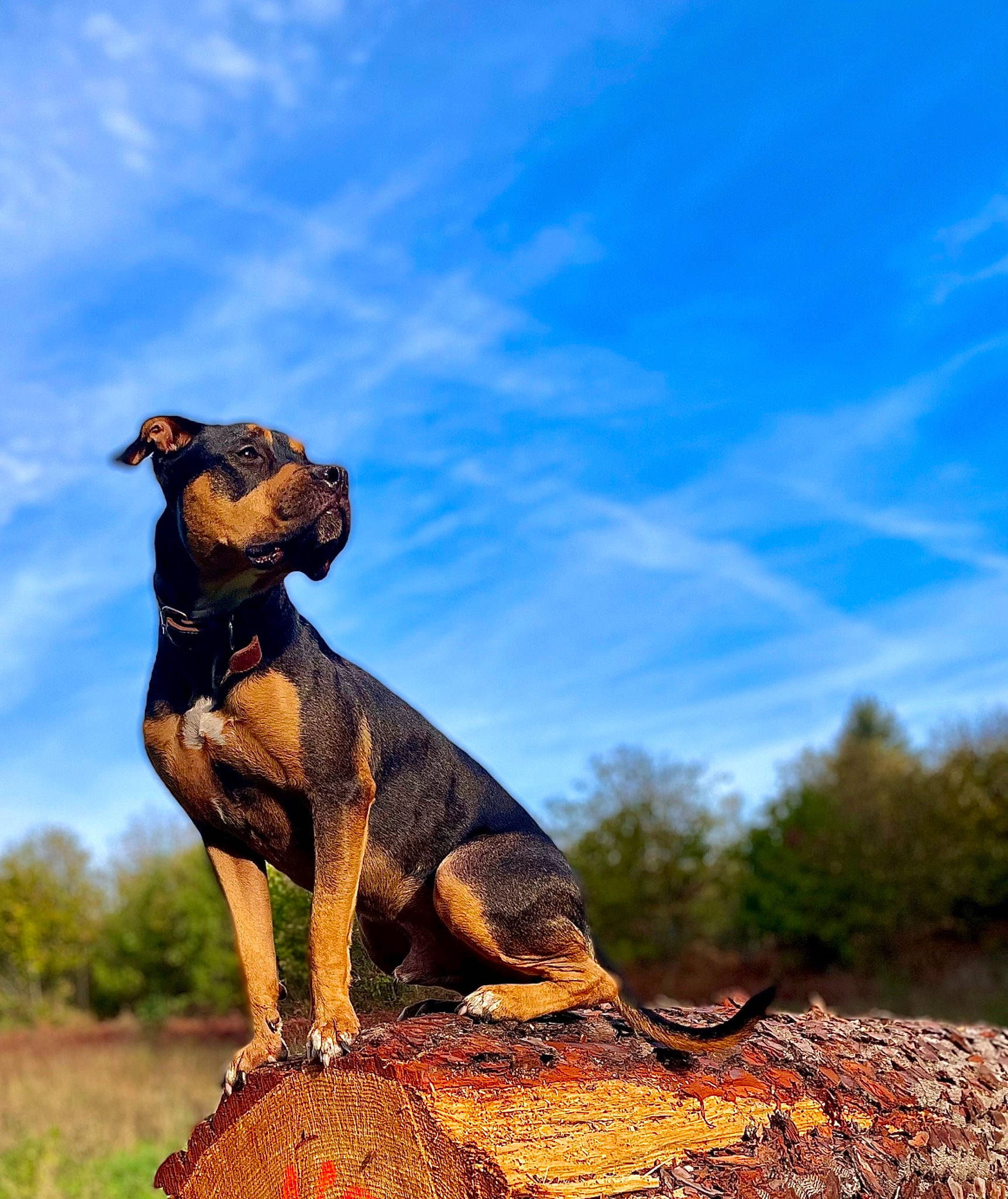 Flocky a rejoint le concours — aidez-le/la à gagner de superbes lots ! canidae, carnivore, cloud, companion_dog, dog, dog_breed, fawn, grass, happy, herding_dog, landscape, plant, sky, sporting_group, tail, terrestrial_animal, tree, trunk, wood, working_animal