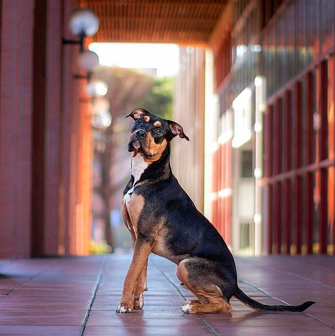Flocky a rejoint le concours — aidez-le/la à gagner de superbes lots ! canidae, carnivore, companion_dog, dog, dog_breed, event, fawn, flooring, hardwood, metal, snout, sporting_group, tail, terrestrial_animal, toy_dog, wood, working_animal, working_dog