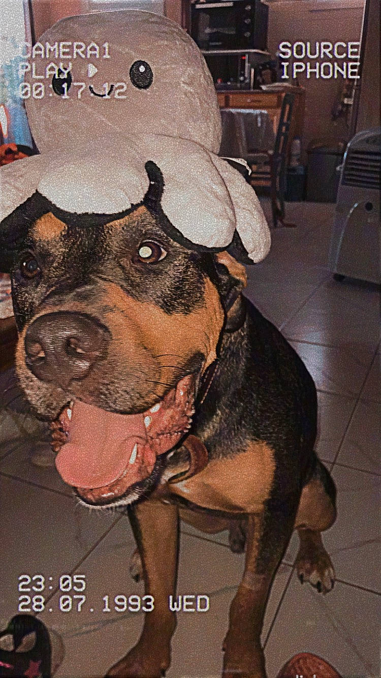 Flocky participe au concours pour gagner de l'argent avec cette photo : art, baseball_cap, canidae, carnivore, chair, collar, companion_dog, dog, dog_breed, dog_collar, fawn, fur, guard_dog, hat, liver, snout, sporting_group, whiskers, working_animal, working_dog