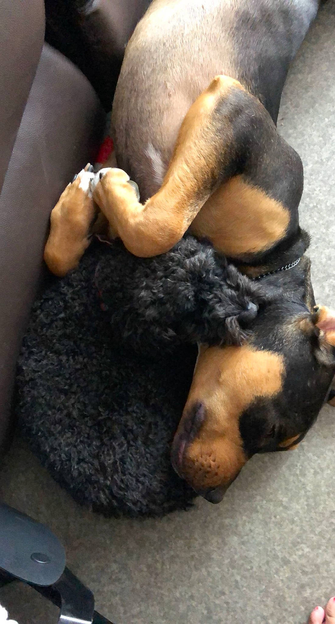 Flocky a rejoint le concours — aidez-le/la à gagner de superbes lots ! canidae, carnivore, claw, comfort, companion_dog, dog, dog_breed, fawn, fur, gesture, guard_dog, nap, paw, puppy, sleep, snout, sporting_group, tail, terrestrial_animal, working_dog