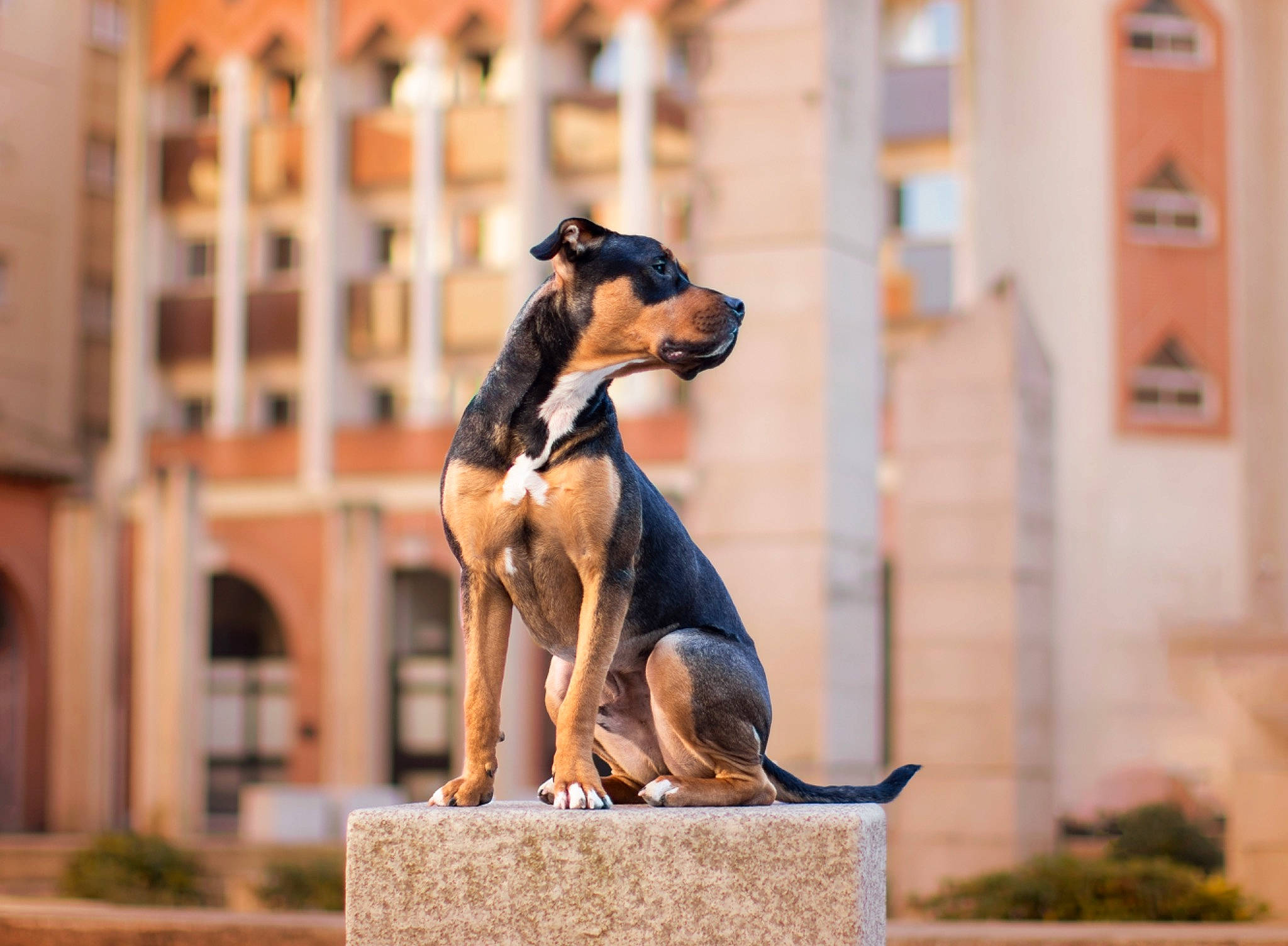 Flocky a rejoint le concours — aidez-le/la à gagner de superbes lots ! art, bronze, bronze_sculpture, building, canidae, carnivore, city, companion_dog, dog, dog_breed, fawn, metal, monument, plant, sculpture, sporting_group, statue, window, working_animal, working_dog