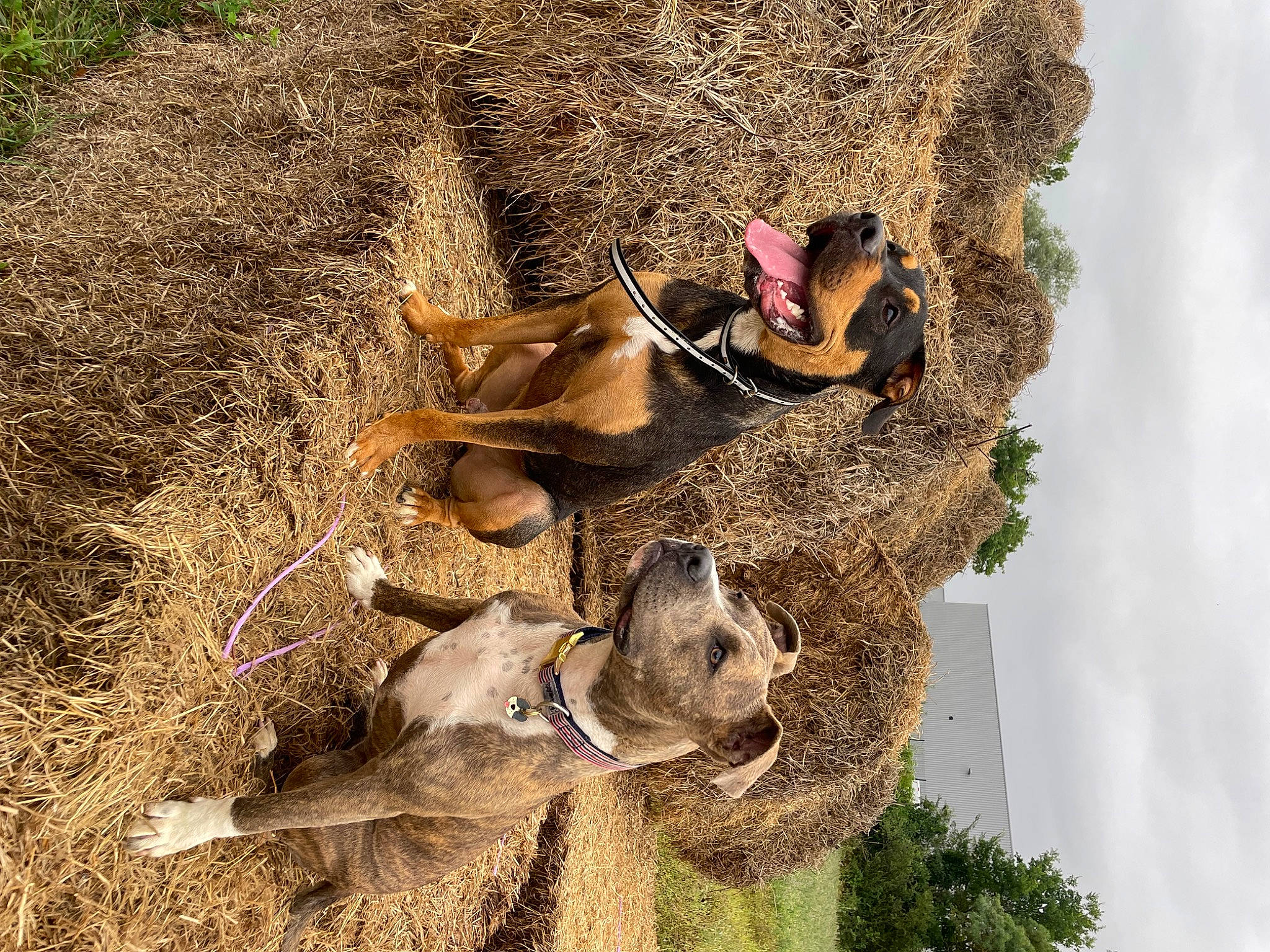 Flocky a rejoint le concours — aidez-le/la à gagner de superbes lots ! art, cloud, fawn, grass, hat, helmet, landscape, mammal, natural_material, plant, shoe, sky, soil, terrestrial_animal, tree, trunk, vertebrate, wildlife, wood, working_animal