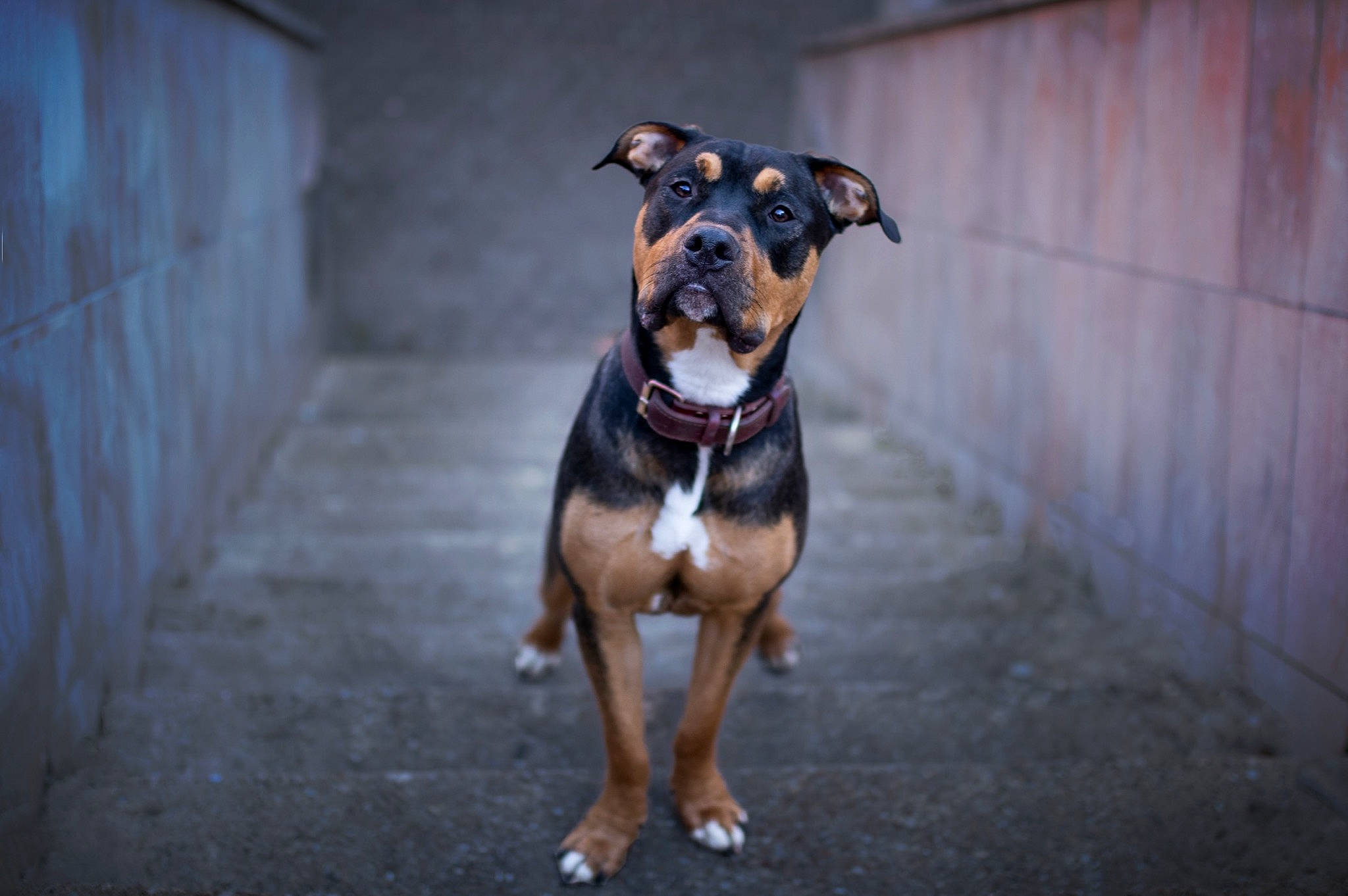 Flocky a rejoint le concours — aidez-le/la à gagner de superbes lots ! canidae, carnivore, collar, companion_dog, dog, dog_breed, dog_collar, dog_supply, fawn, grey, guard_dog, pet_supply, road_surface, snout, sporting_group, tail, toy_dog, whiskers, wood, working_animal