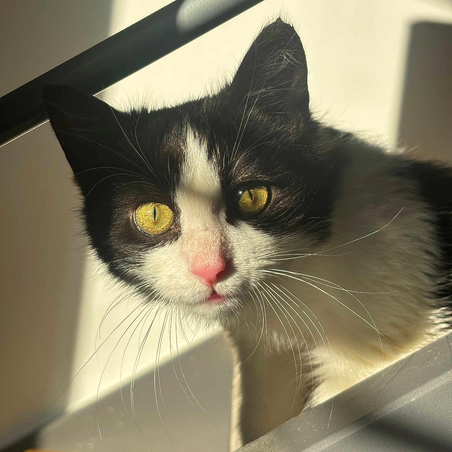 Valium a rejoint le concours — aidez-le/la à gagner de superbes lots ! abyssinian, angora, animal, architecture, blackcat, building, cat, handrail, house, housing, kitten, manx, pet, railing, staircase