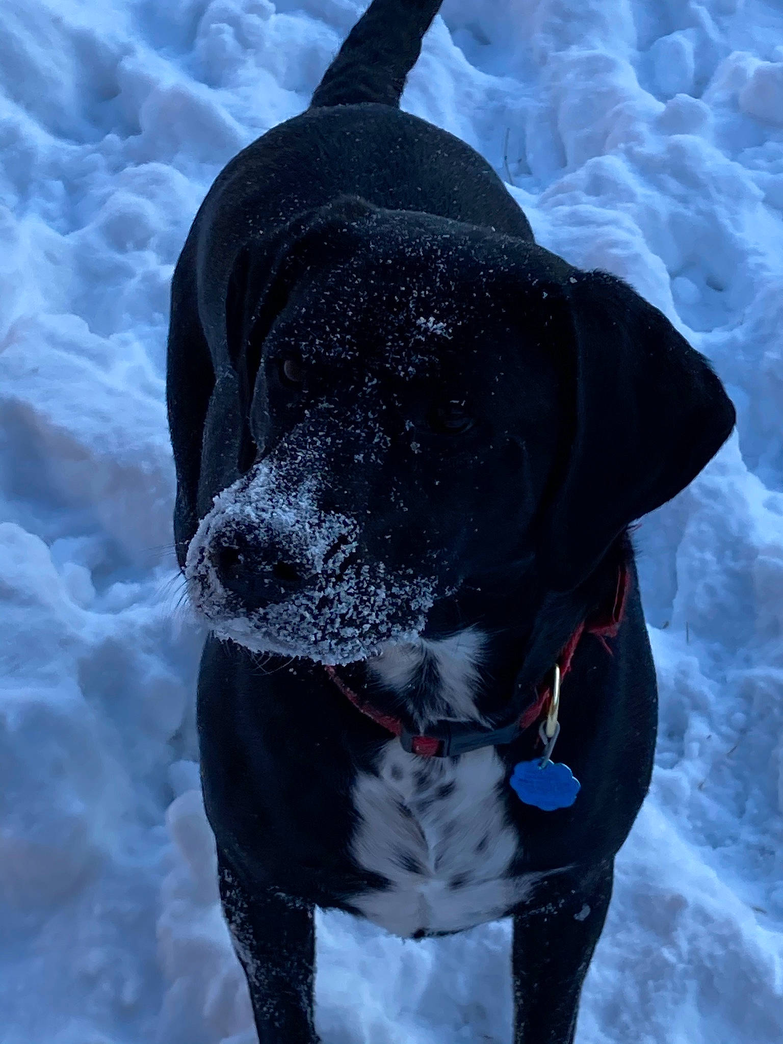 Stella is registered to the contest to win money with this photo: borador, canidae, carnivore, collar, companion_dog, dog, dog_breed, dog_collar, dog_supply, electric_blue, fawn, freezing, leash, pet_supply, snout, snow, sporting_group, water, winter, working_animal
