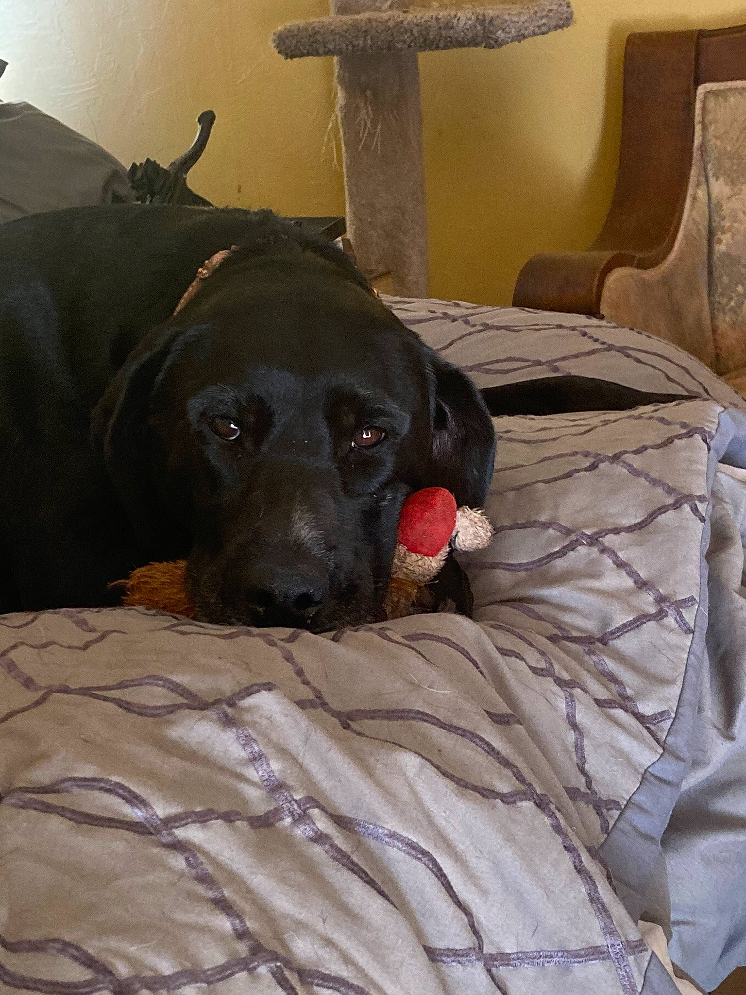 Stella is registered to the contest to win money with this photo: bed, borador, canidae, carnivore, comfort, companion_dog, dog, dog_breed, fawn, flooring, fur, grey, guard_dog, hardwood, linens, retriever, snout, sporting_group, wood, working_animal