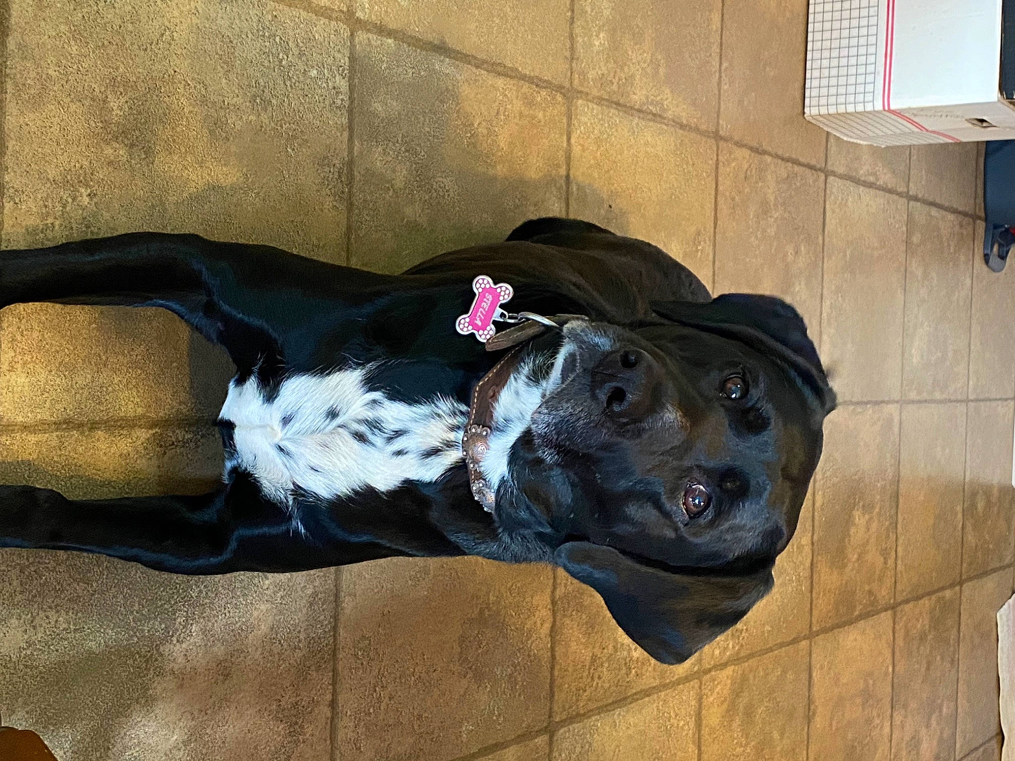 Stella is registered to the contest to win money with this photo: art, big_cats, canidae, carnivore, companion_dog, dog, dog_breed, dog_collar, dog_supply, flooring, fur, grey, leash, mammal, sculpture, sporting_group, statue, tail, vertebrate, working_animal