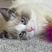 Coconut joined the competition — help win amazing prizes! animal, blue_eyes, carpet, cat, close_up, cute, domestic, feather, feline, fluffy, indoor, laying_down, pet, pink_nose, playful, relaxed, resting, soft_texture, toy, whiskers