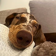 Nala a rejoint le concours — aidez-le/la à gagner de superbes lots ! dog, sleeping, nose, blanket, cushion, cozy, closeup, pet, resting, brown, fur, indoor, relaxation, comfort, portrait, snout, soft, home, animal, cute