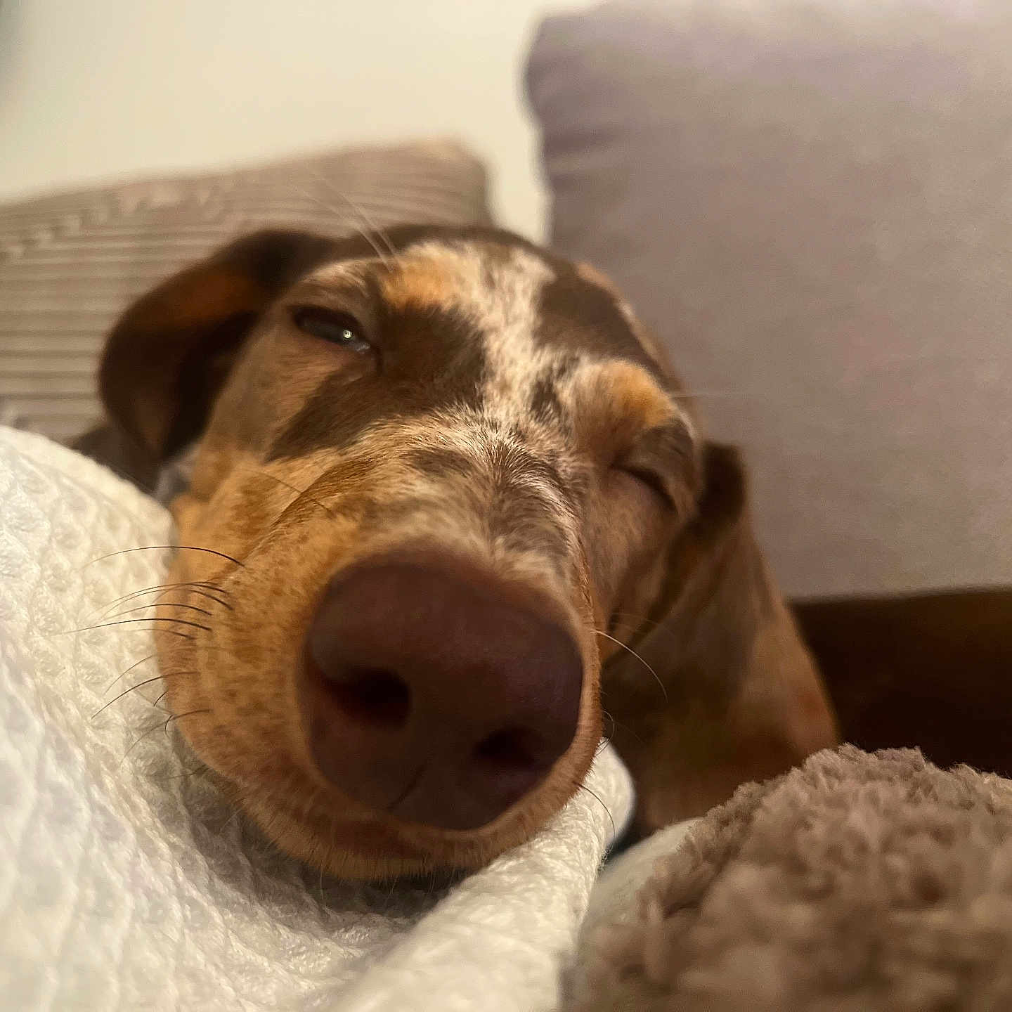 Nala a rejoint le concours — aidez-le/la à gagner de superbes lots ! animal, blanket, brown, closeup, comfort, cozy, cushion, cute, dog, fur, home, indoor, nose, pet, portrait, relaxation, resting, sleeping, snout, soft