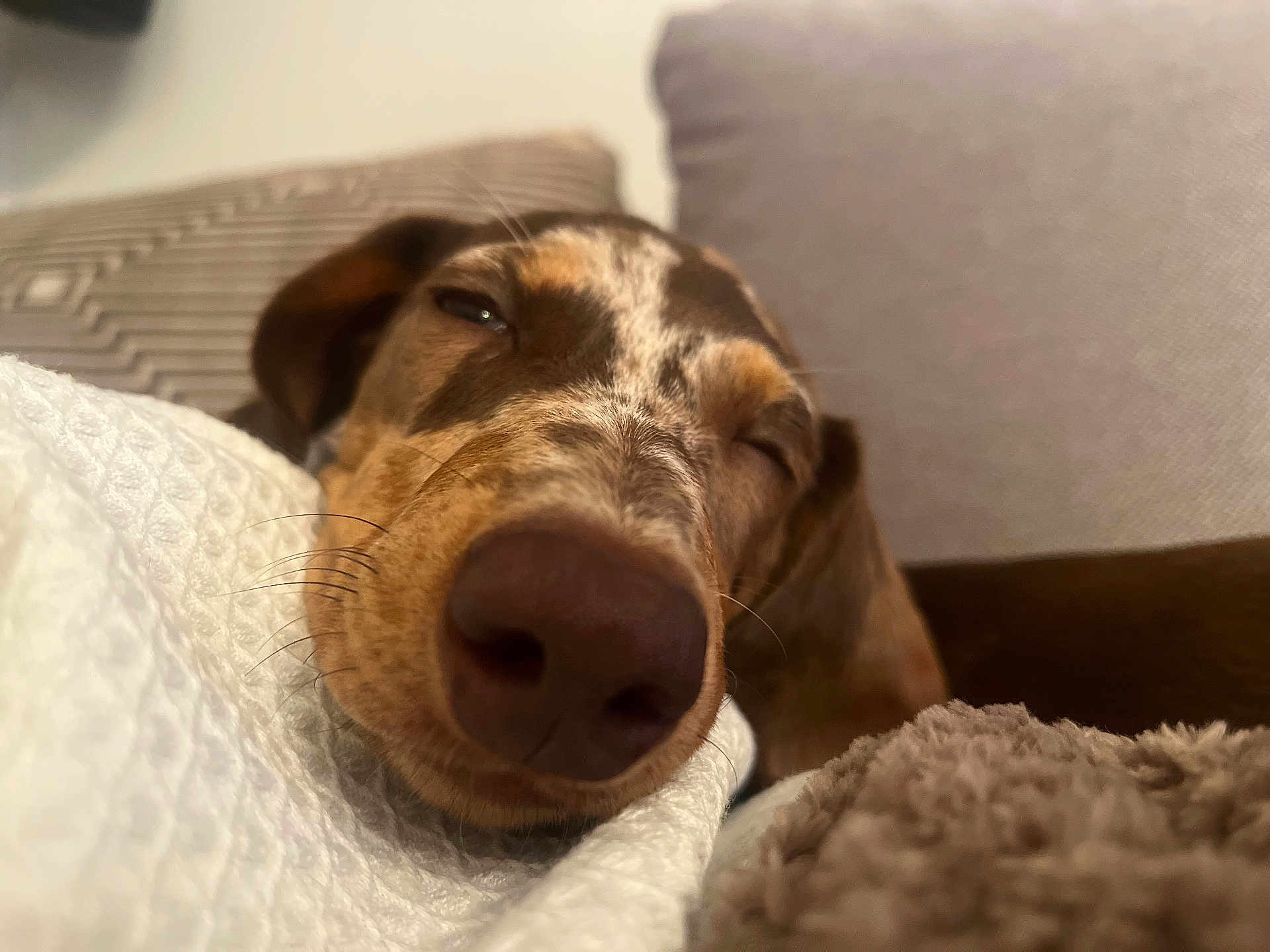 Nala a rejoint le concours — aidez-le/la à gagner de superbes lots ! dog, sleeping, nose, blanket, cushion, cozy, closeup, pet, resting, brown, fur, indoor, relaxation, comfort, portrait, snout, soft, home, animal, cute