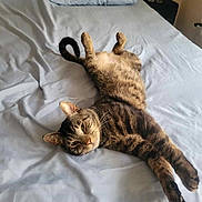Bear is registered to the contest to win money with this photo: cat, tabby, bed, blue_bed_sheet, stretching, relaxed, indoor, pet, feline, fur, whiskers, ears, tail, sleepy, domestic_animal, animal, resting, cute, cozy, home