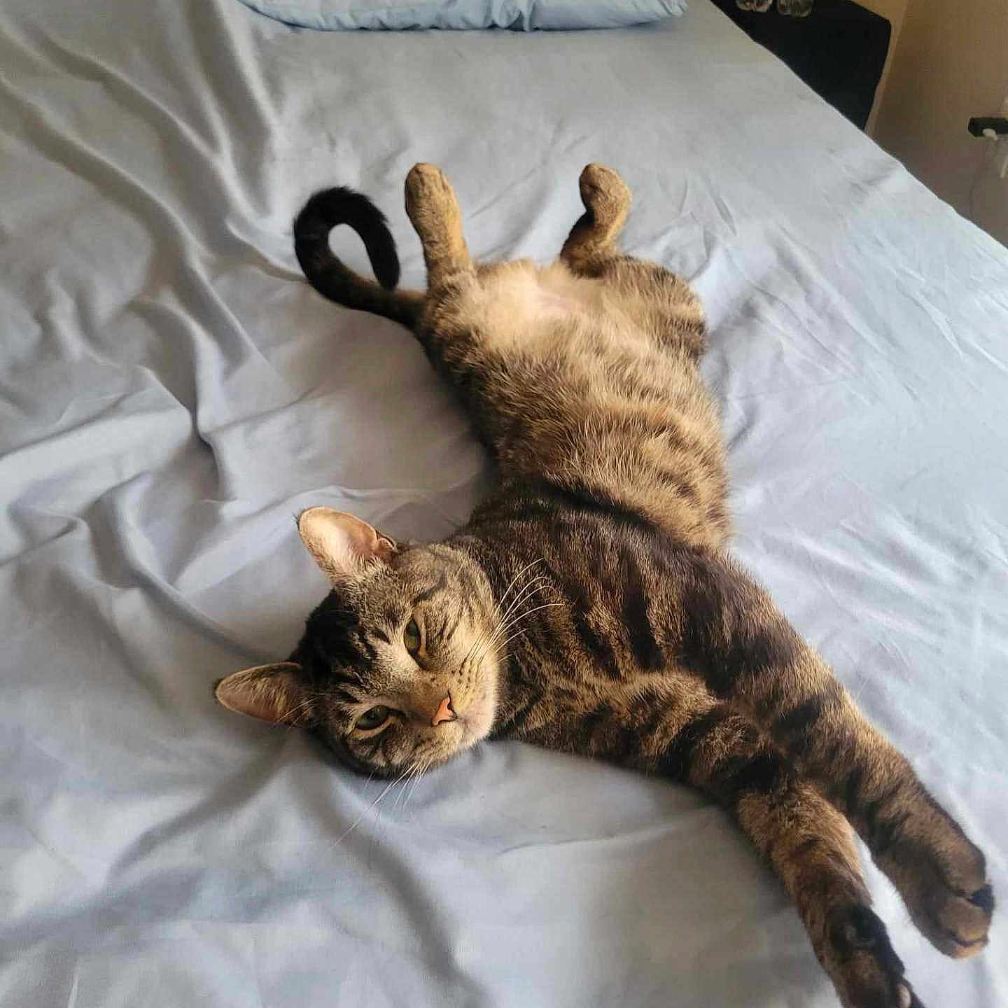 Bear is registered to the contest to win money with this photo: animal, bed, blue_bed_sheet, cat, cozy, cute, domestic_animal, ears, feline, fur, home, indoor, pet, relaxed, resting, sleepy, stretching, tabby, tail, whiskers