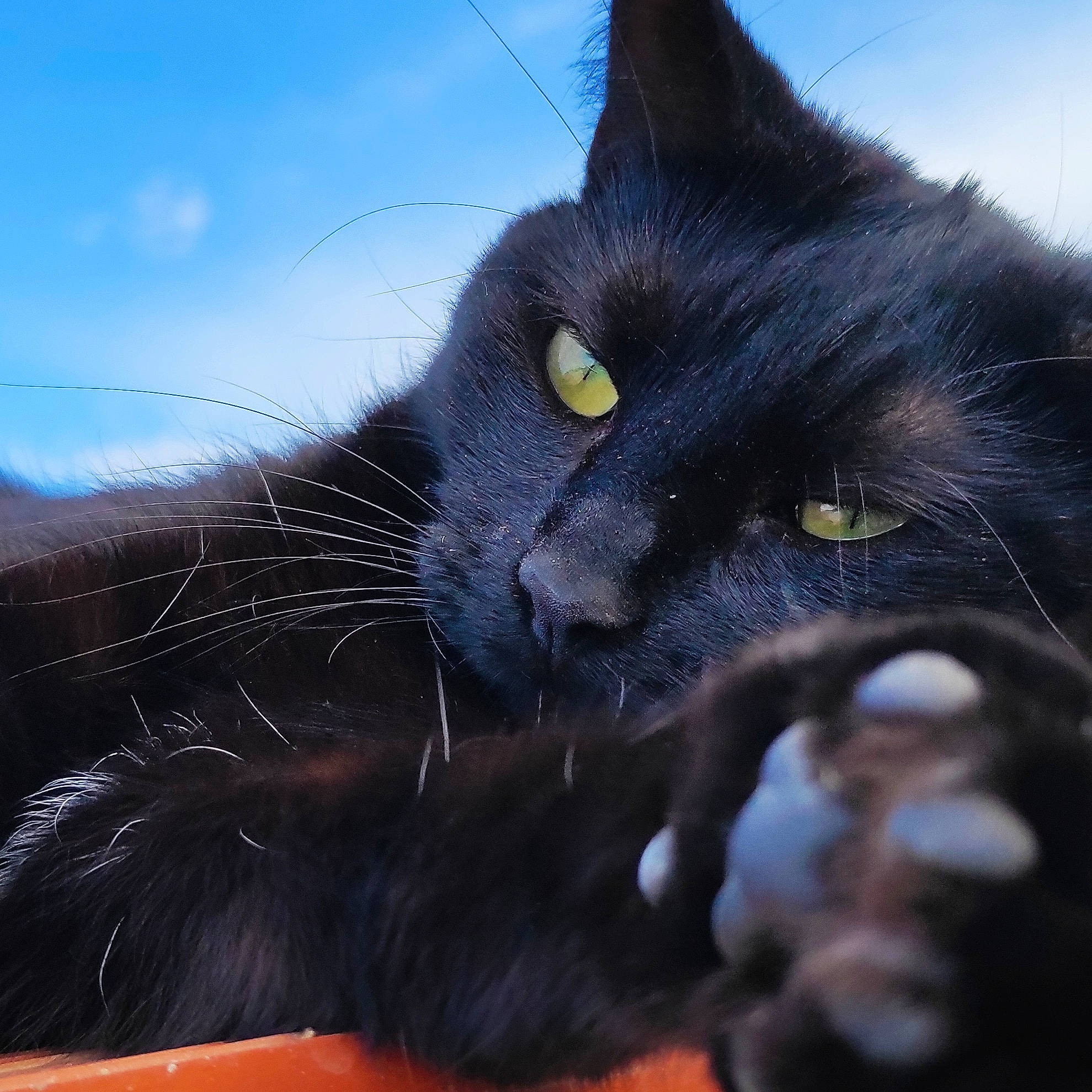 Chipie a rejoint le concours — aidez-le/la à gagner de superbes lots ! black_cat, bombay, carnivore, cat, claw, close_up, cloud, domestic_short_haired_cat, electric_blue, eye, felidae, fur, grass, plant, sky, small_to_medium_sized_cats, snout, tail, whiskers