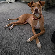 Kai joined the competition — help win amazing prizes! dog, tan_dog, white_paws, white_chest, carpet, indoor, bedroom, furniture, cabinet, bed, relaxed, pet, animal, collar, floor, ears_up, looking_at_camera, crossed_legs, domestic, canine