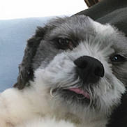 Loulou a rejoint le concours — aidez-le/la à gagner de superbes lots ! puppy, dog, canine, fluffy, white, gray, face, nose, tongue, eyes, portrait, close_up, indoors, couch, pet, cute, relaxed, furry, companion, photography