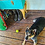 Spicy is registered to the contest to win money with this photo: dog, wooden_floor, boots, yellow_ball, turquoise_cabinet, pet, playful, porch, curious, indoor, animal, fur, ears, tongue, looking_up, floorboards, household_items, rustic, happy, canine