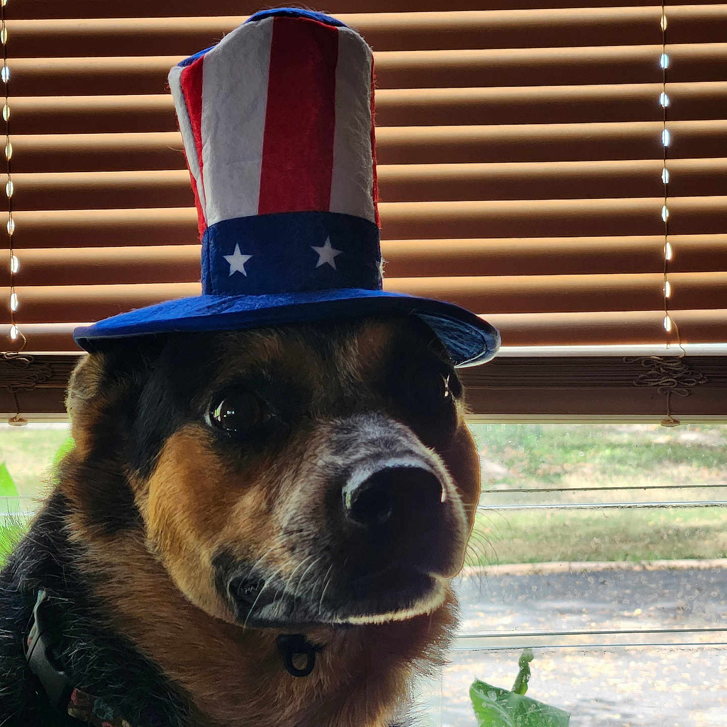 Spicy is registered to the contest to win money with this photo: animal, black_fur, blinds, brown_fur, closeup, collar, decor, dog, domestic_animal, face, fur, hat, indoor, light, looking, pet, portrait, shadow, white_fur, window