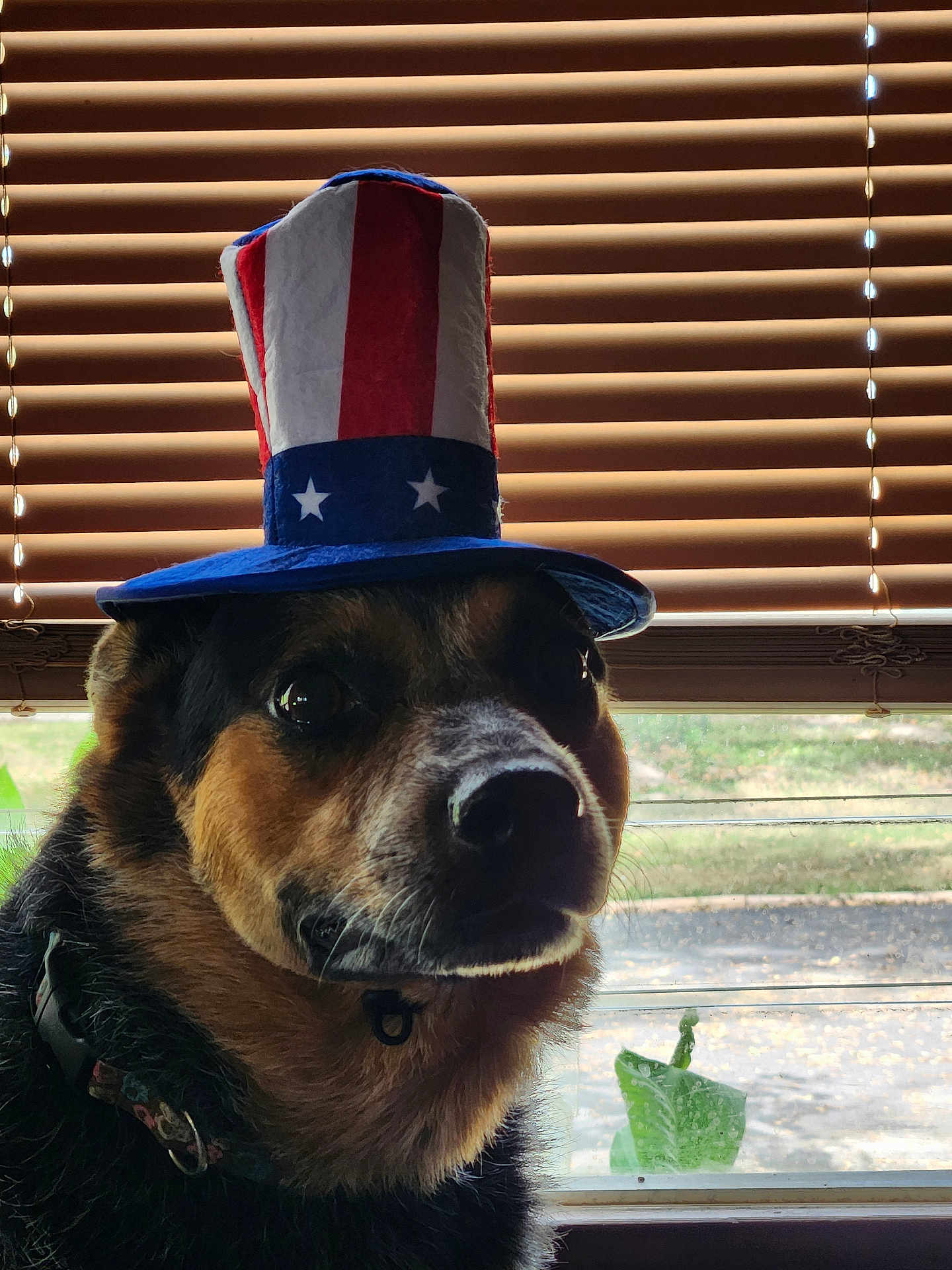 Spicy is registered to the contest to win money with this photo: dog, hat, pet, window, blinds, collar, fur, indoor, portrait, animal, domestic_animal, face, brown_fur, black_fur, white_fur, closeup, looking, light, shadow, decor