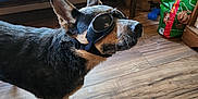 Spicy is registered to the contest to win money with this photo: dog, goggles, indoor, wood_floor, bench, dog_toys, dog_food_bag, window, wood_paneling, pet, canine, flooring, furniture, blue_cover, animal, house, pet_accessory, domestic, companion, casual