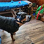 dog, goggles, indoor, wood_floor, bench, dog_toys, dog_food_bag, window, wood_paneling, pet, canine, flooring, furniture, blue_cover, animal, house, pet_accessory, domestic, companion, casual
