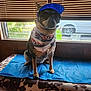 dog, bandana, sunglasses, visor, pet, indoor, window, blinds, blue_mat, brown_fur, black_fur, seated, looking_forward, decor, animal, house, furniture, patriotic, 4th_of_july, cool