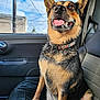 Spicy joined the competition — help win amazing prizes! dog, sitting, car, seat, collar, tongue_out, happy, pet, animal, inside, window, sky, blue_sky, electric_pole, fur, ears, paw, leather_seat, vehicle, daytime