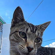 Baby joined the competition — help win amazing prizes! cat, tabby_cat, feline, close_up, portrait, whiskers, green_eyes, ears, fur, outdoor, blue_sky, sky, sunlight, nose, muzzle, pet, animal, young_cat, curious, head_tilt