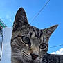 cat, tabby_cat, feline, close_up, portrait, whiskers, green_eyes, ears, fur, outdoor, blue_sky, sky, sunlight, nose, muzzle, pet, animal, young_cat, curious, head_tilt