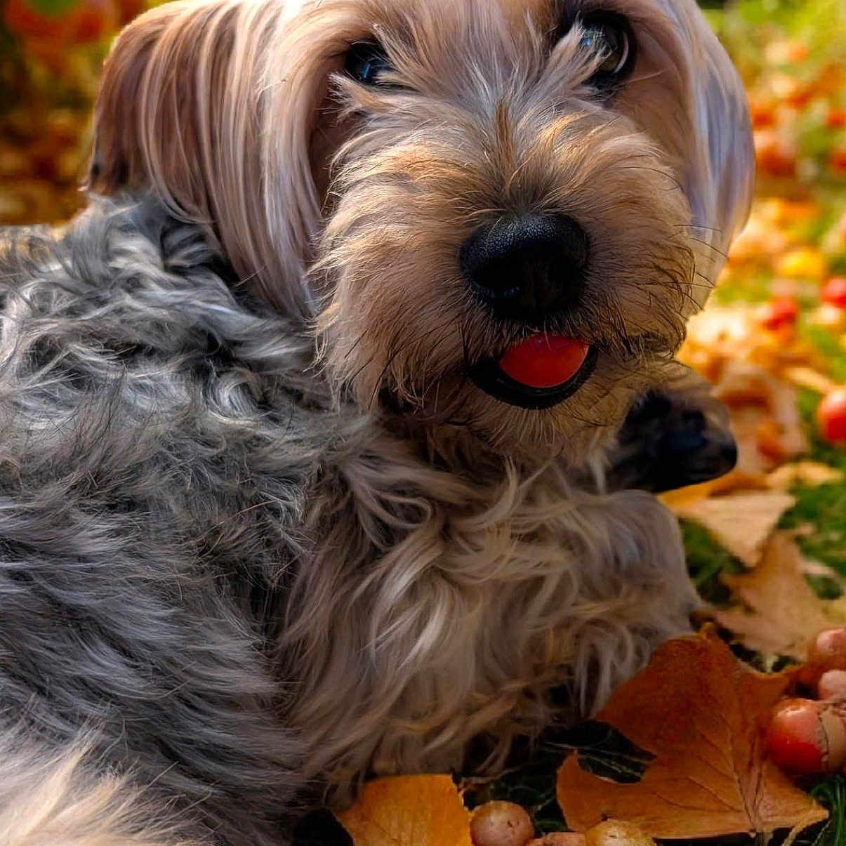 Lucy Lui Darling joined the competition — help win amazing prizes! acorns, animal, autumn, closeup, cute, dog, fall, fur, grass, leaves, mammal, nature, outdoor, pet, playful, portrait, relaxed, seasonal, sunlight, tongue