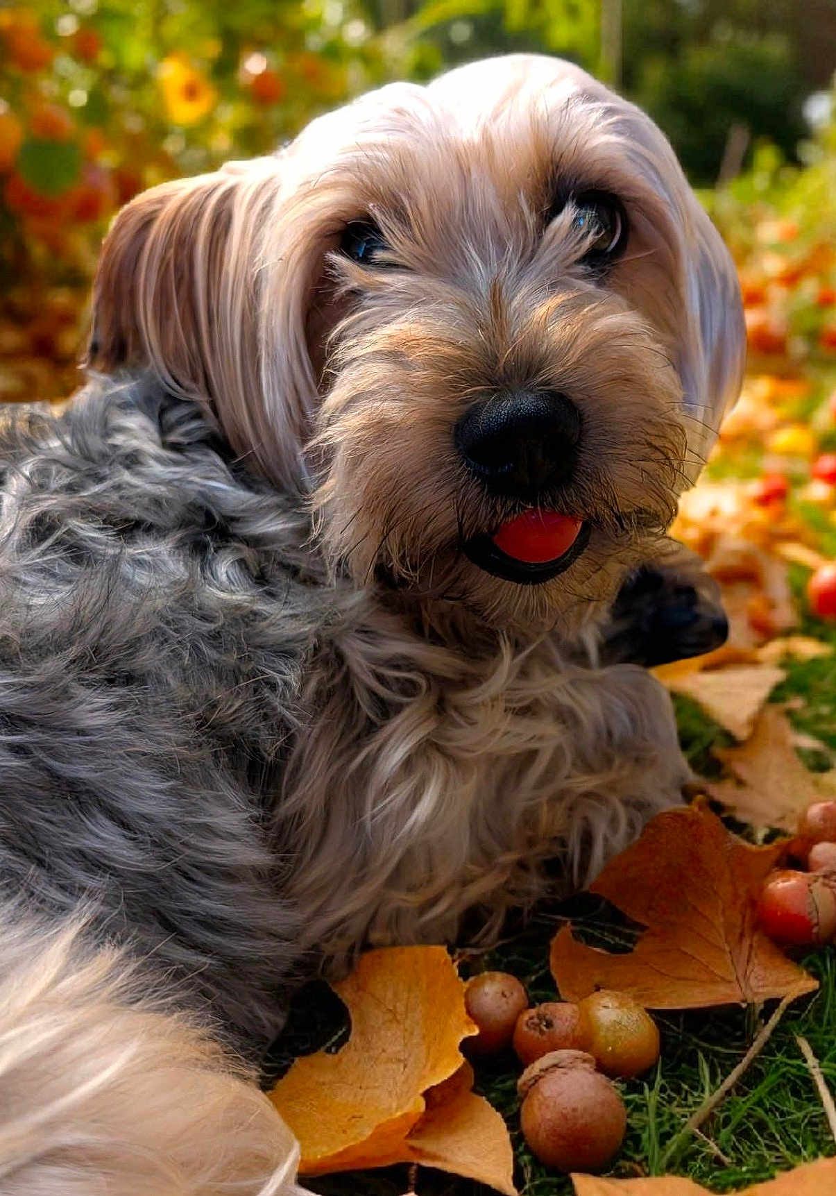 Lucy Lui Darling joined the competition — help win amazing prizes! dog, autumn, leaves, acorns, outdoor, closeup, tongue, fur, grass, nature, pet, animal, fall, playful, sunlight, relaxed, cute, portrait, mammal, seasonal