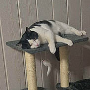 Vasko participe au concours pour gagner de l'argent avec cette photo : black_and_white_cat, carpeted_platform, cat, cat_tree, cozy, fur, hanging_toy, home_interior, indoor, lounging, panel_wall, paw, pet, pink_nose, platform, resting, scratching_post, sleepy, toy_bird, vertical_panels