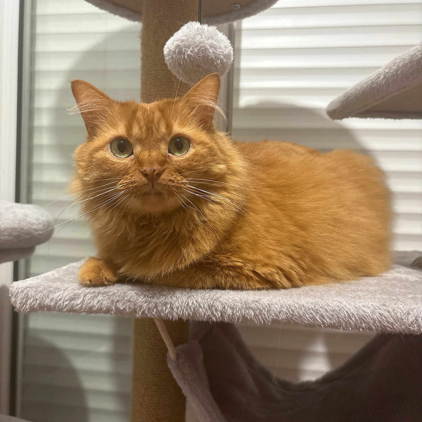 Apérote a rejoint le concours — aidez-le/la à gagner de superbes lots ! alert, animal, cat, cat_tree, cute, domestic, ears, fluffy, fur, furniture, home, indoor, orange_cat, pet, platform, pom_pom, relaxed, resting, whiskers, window