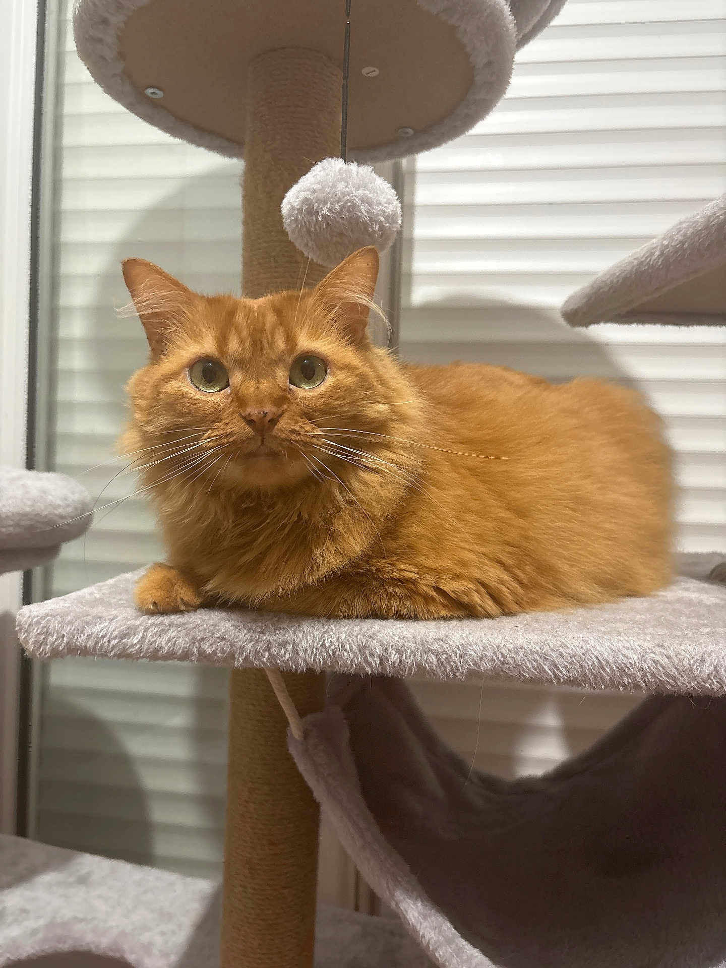 Apérote a rejoint le concours — aidez-le/la à gagner de superbes lots ! cat, orange_cat, fluffy, pet, indoor, cat_tree, furniture, pom_pom, relaxed, alert, whiskers, ears, fur, platform, window, home, domestic, animal, cute, resting